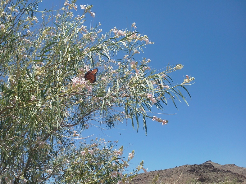 122617-desert-mallow.jpg