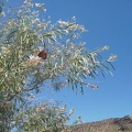 Here's one of the butterflies I see in the Desert willow (Chilopsis) flowers on Black Canyon Road: probably a Monarch butterfly