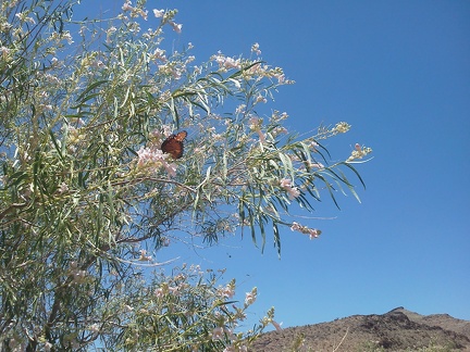 Here's one of the butterflies I see in the Desert willow (Chilopsis) flowers on Black Canyon Road: probably a Monarch butterfly