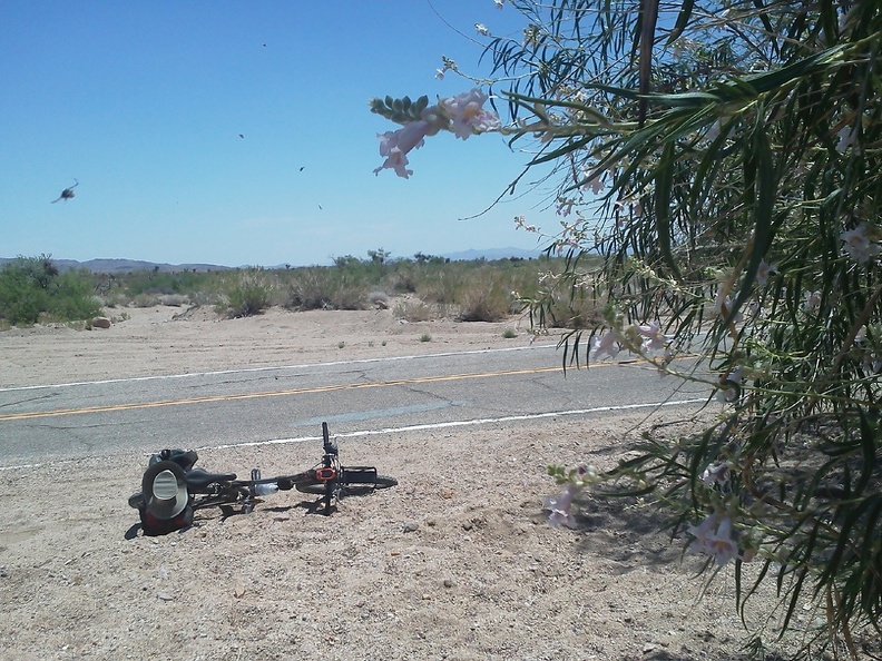 I stop briefly at a stand of Desert willows (Chilopsis) while riding almost 2 miles down the paved Black Canyon Rd