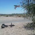 I stop briefly at a stand of Desert willows (Chilopsis) while riding almost 2 miles down the paved Black Canyon Rd