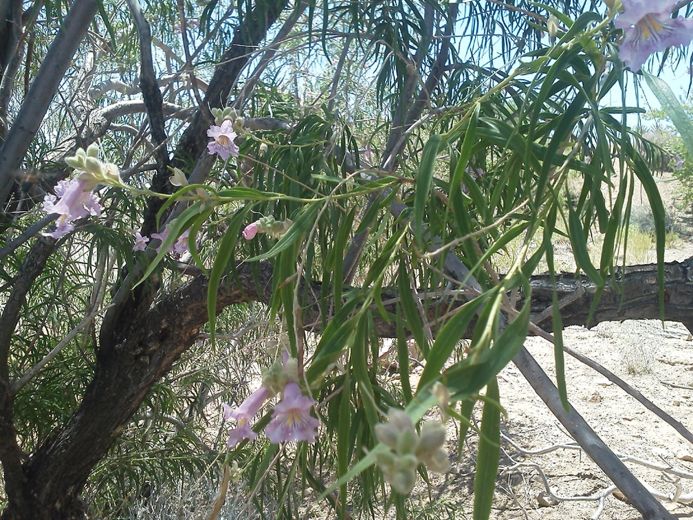Desert willow (Chilopsis) flowers are also popular with hummingbirds, but I can't seem to catch one on camera here