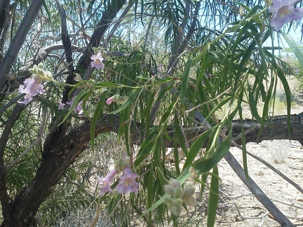 Desert willow (Chilopsis) flowers are also popular with hummingbirds, but I can't seem to catch one on camera here