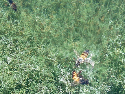 A couple of bees are swimming (or are they drowning?) in the spring tub at the end of Borrego Canyon Road