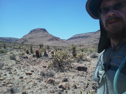 I stash the bicycle behind some Catclaw bushes with fragrant flowers and begin the hike up Borrego Canyon.