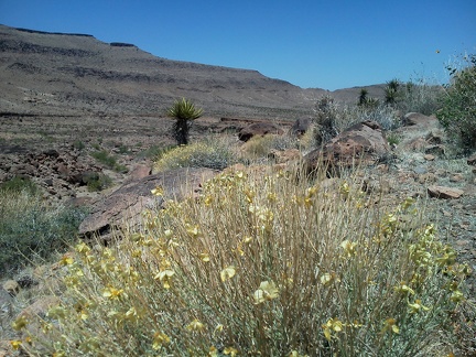 I pass a few small stands of Desert senna flowers in lower Borrego Canyon