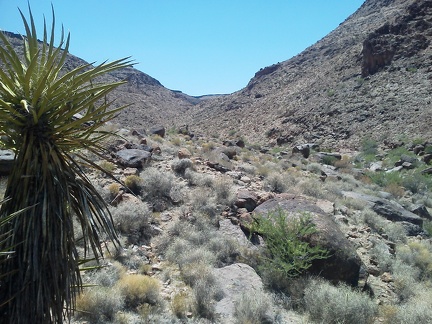 Borrego Canyon splits into a north and south fork; I choose to follow the south fork