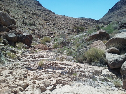 A couple of aggressive yellowjacket wasps follow me as I slowly rise up this part of Borrego Canyon