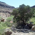 I sit down for a moment in the little bit of shade provided by this tree in Borrego Canyon