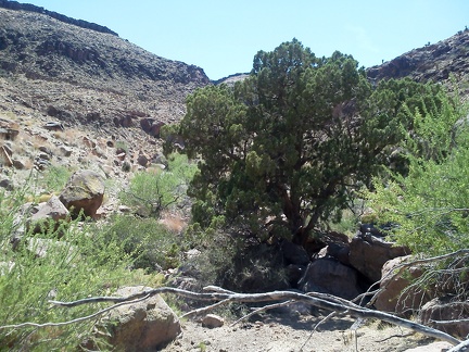 I sit down for a moment in the little bit of shade provided by this tree in Borrego Canyon