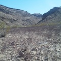 I look back at the mouth of the south fork of Borrego Canyon across a field of dry grey-pink buckwheat twigs