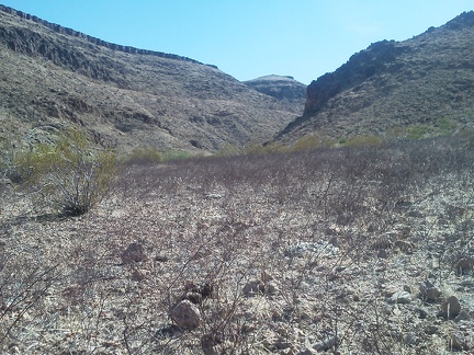 I look back at the mouth of the south fork of Borrego Canyon across a field of dry grey-pink buckwheat twigs