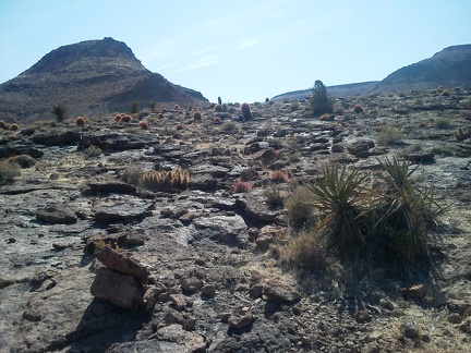 Lots of shiny volcanic-looking rock and barrel cacti love the heat here on this little Borrego Canyon mesa