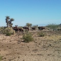 Just before I arrive at my bicycle at the end of Borrego Canyon Road, I run into a big herd of cows