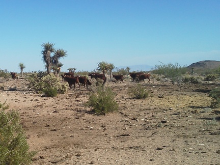 Just before I arrive at my bicycle at the end of Borrego Canyon Road, I run into a big herd of cows
