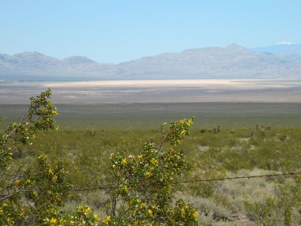 Yellow creosote bush flowers, barbed wire, Ivanpah Dry Lake, and that white peak in the distance