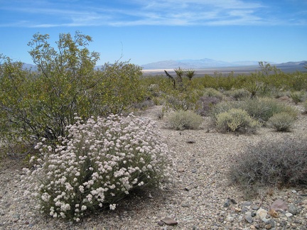 I'm also just high enough now above Ivanpah Valley to see a few flowers in addition to the creosote-bush scrub