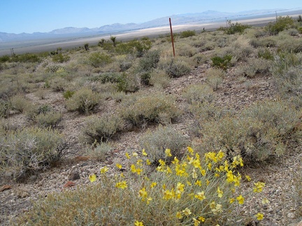 Some yellow flowers add to the predominately dull-green landscape