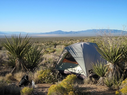 Finding a campsite is tricky in this area above Ivanpah Valley because there are hardly any open spaces between plants