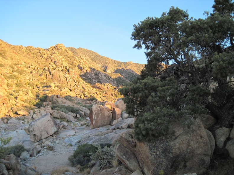 I pause to take a look at a mature pinon pine along the old road