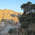 I pause to take a look at a mature pinon pine along the old road