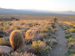 A few barrel cacti grow in the transition zone here between creosote-bush desert and the woodlands of the New York Mountains