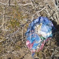 I knew I'd find a happy-birthday balloon sooner or later out here in the wilderness...