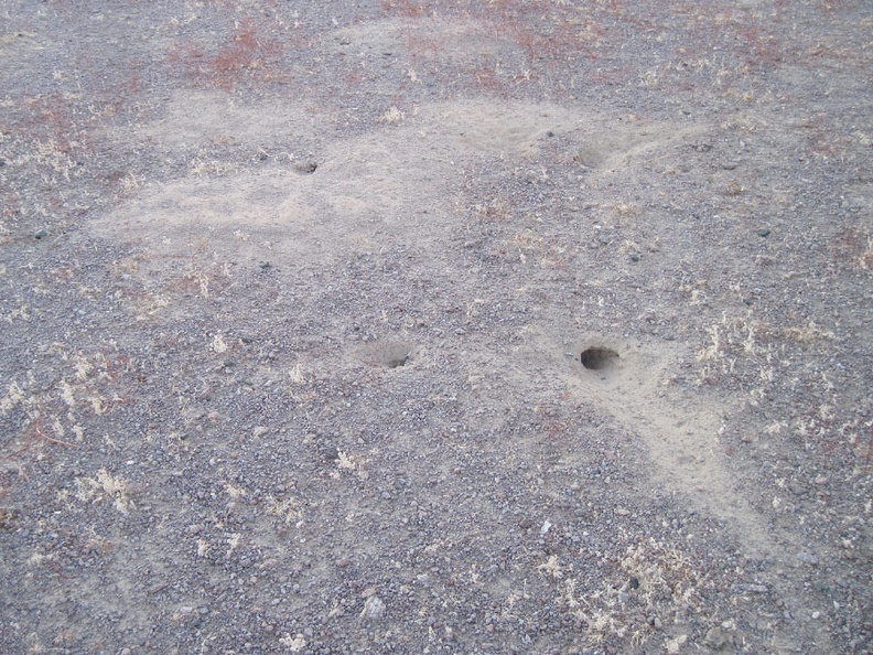 While walking around, I notice a lot of these small animal burrows around my campsite