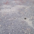 While walking around, I notice a lot of these small animal burrows around my campsite