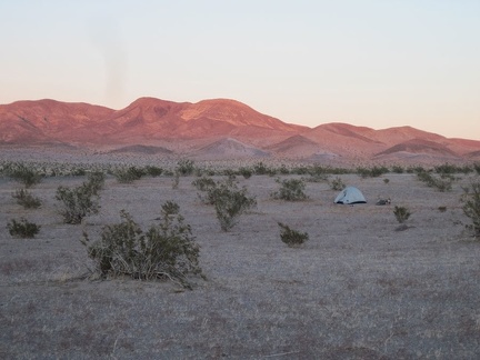 The end of sunset in the Bristol Mountains makes the creosote bushes appear in a darker, lusher green than usual