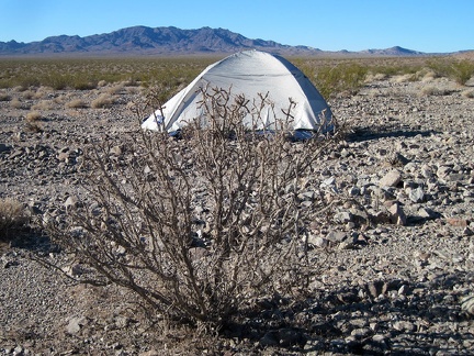 I notice a thorny pencil cholla cactus bush near my tent