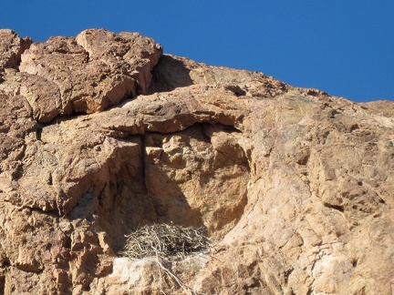 Close-up of the bird's nest high up in the rock wall in the Broadwell Natural Arch formation