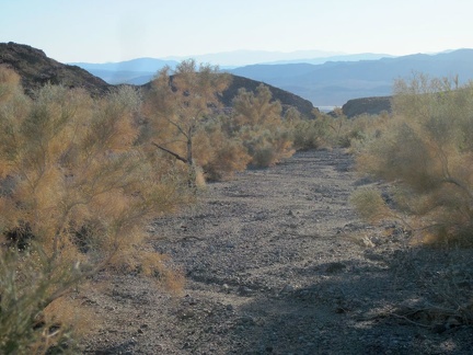 Smoke trees (Psorothamnus spinosus) seem to really like this Bristol Mountains wash