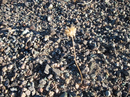 This lone stem peering out from the gravel reminds me of a chia sage from last year