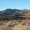 Dry ivory tufts from last year dot a black volcanic outcrop in the Bristol Mountains foothills east of Broadwell Dry Lake