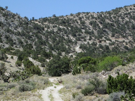 The first stop on today's hike is nearby Mail Spring; a pair of deer stare at me as I approach