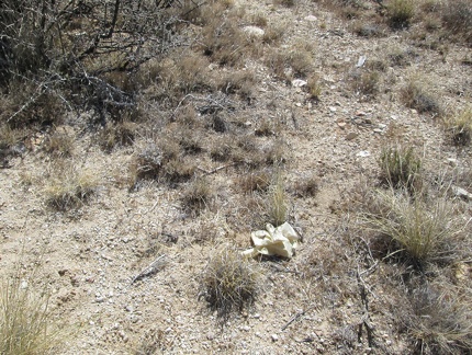 Hmmm... a rubber glove near Mail Spring