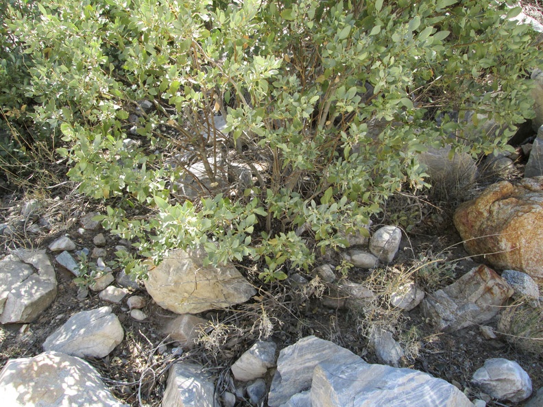 Here is some kind of manzanita bush growing in Keystone Canyon, New York Mountains