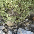 Here is some kind of manzanita bush growing in Keystone Canyon, New York Mountains