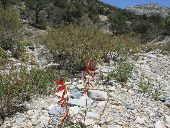 Here and there in Keystone Canyon, I've been seeing the occasional red penstemon flower for hummingbirds