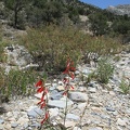 Here and there in Keystone Canyon, I've been seeing the occasional red penstemon flower for hummingbirds