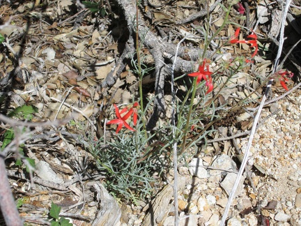 A few little red flowers catch my eye as I walk quickly down the canyon: probably Scarlet gilia