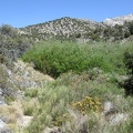 I encounter a dense thicket of willows, or Desert willows (chilopsis), so I climb up the hill a bit to detour around it
