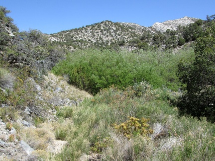 I encounter a dense thicket of willows, or Desert willows (chilopsis), so I climb up the hill a bit to detour around it