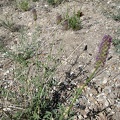 On my way back down Keystone Canyon, I pass a few expiring purple flowers that I've seen before, but can't identify