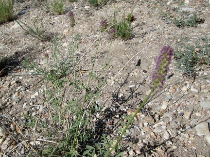 On my way back down Keystone Canyon, I pass a few expiring purple flowers that I've seen before, but can't identify