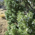 Juniper berries on the hike back to my tent near Mail Spring from Keystone Canyon