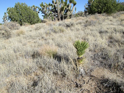 I pass this juvenile Joshua tree while hiking back to my tent near Mail Spring, Mojave National Preserve