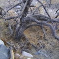 Burned desert willow (chilopsis linearis) in Bull Canyon wash, Mojave National Preserve
