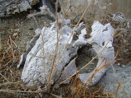 Skull close-up